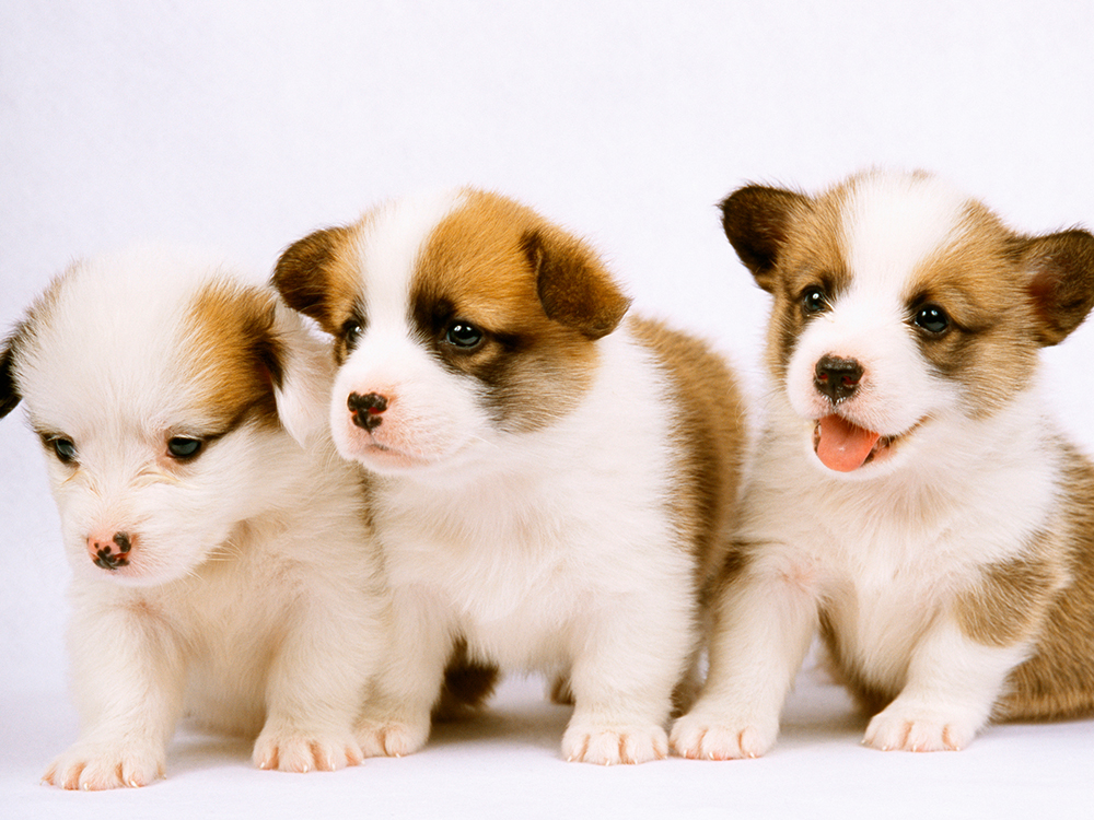 ペットシッター マックス ショコラ パピーパーティーで社会化